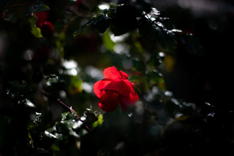 a lone red flower is resting on the bush