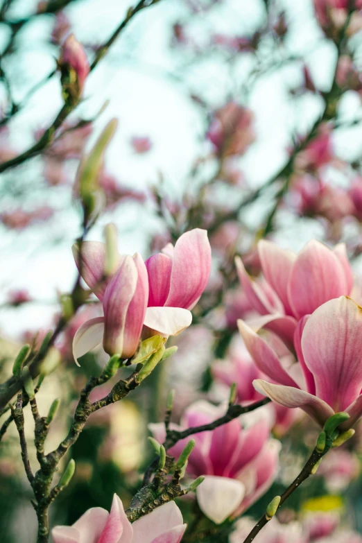 closeup view of pink flowers blooming on a tree