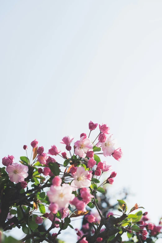 a close up of a tree with pink flowers