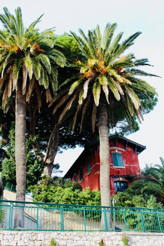 palm trees grow on the hill near a house