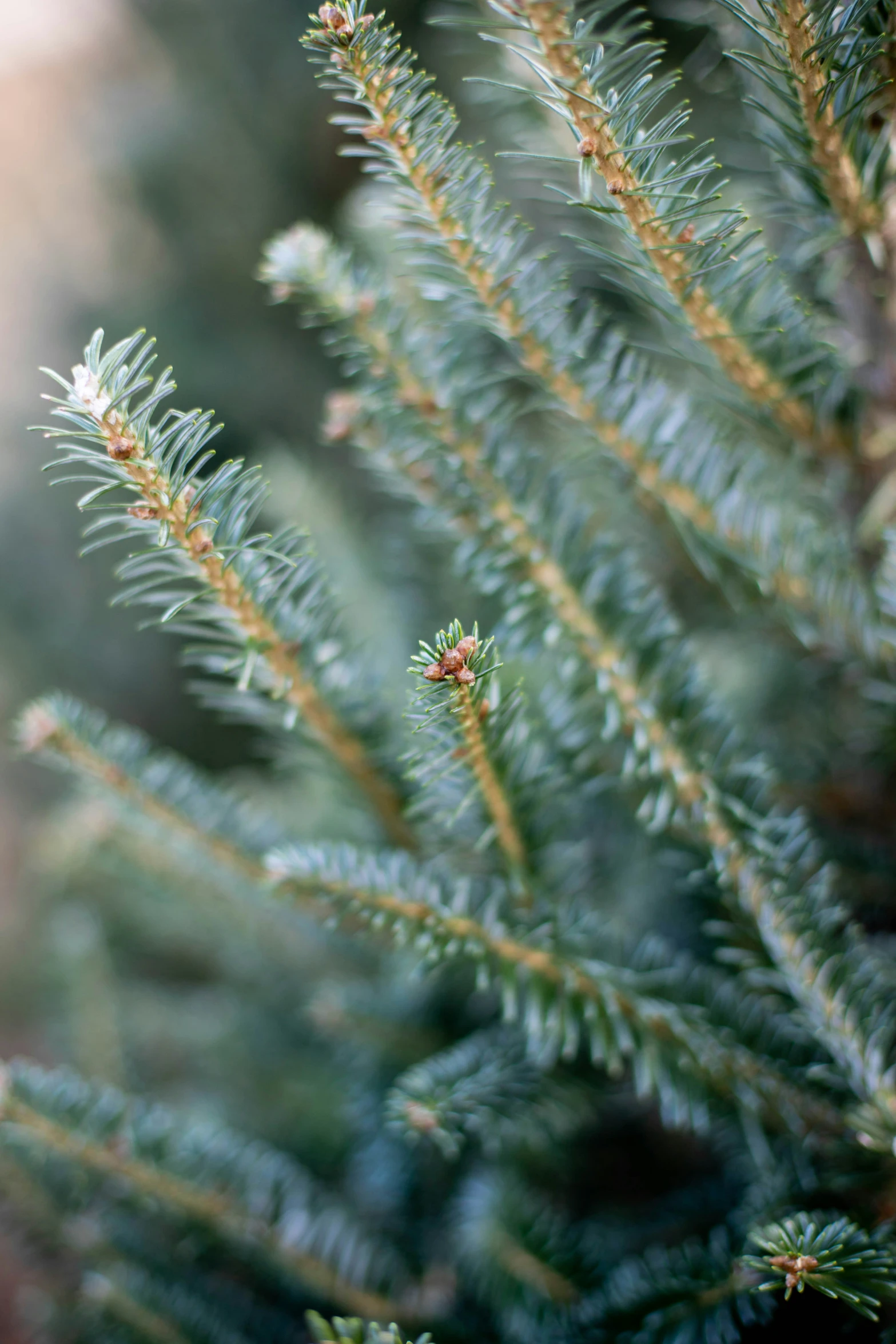 a close up s of evergreen needles and cones