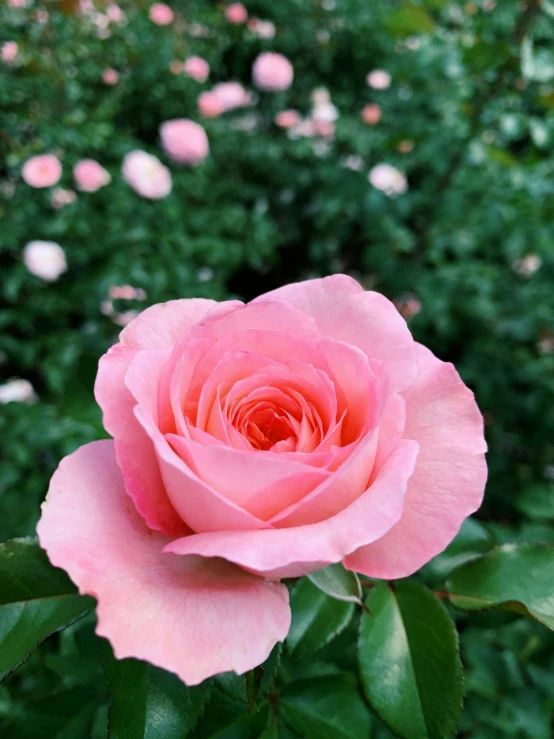 a pink rose blooming in front of green foliage
