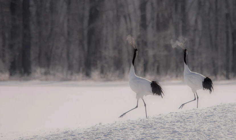 two white and black birds in the snow