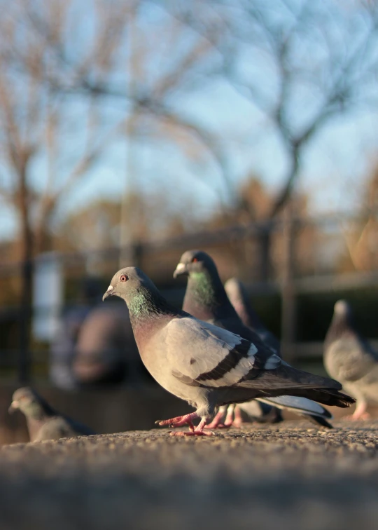 several pigeons are standing together on the ground