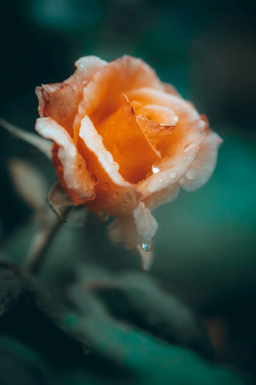 a close up view of an orange colored rose with water droplets on the petals