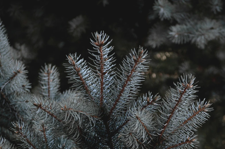 a close up of an evergreen nch on a black background