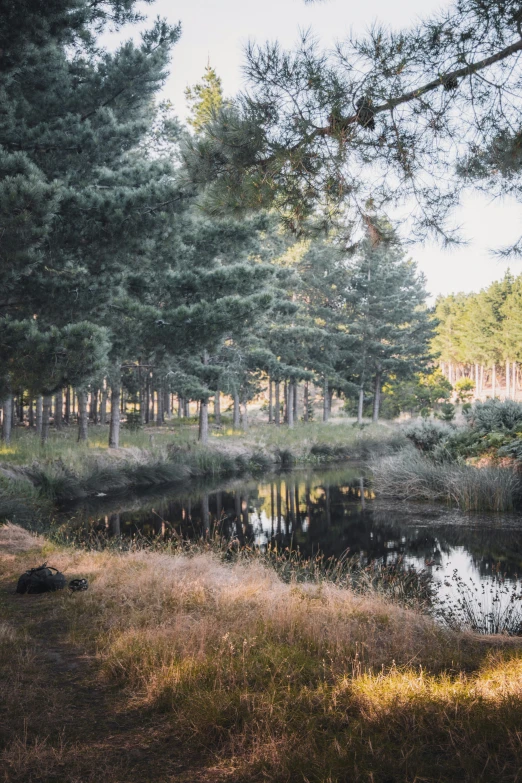 an idyllic lake surrounded by trees in the woods