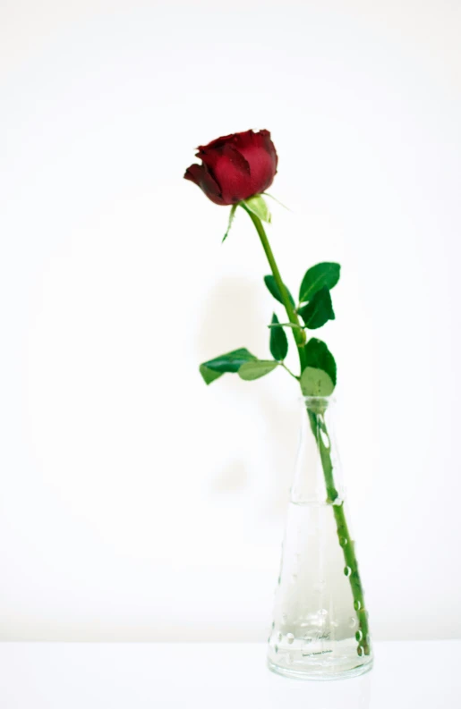 a single red rose in a clear vase