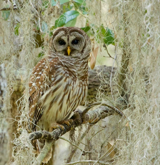 an owl perches on the limb of a tree