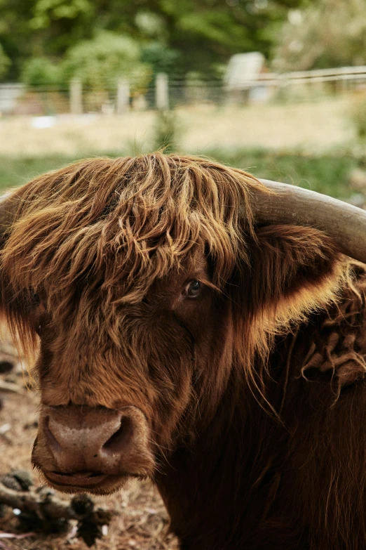 a large brown bull looking out to the side