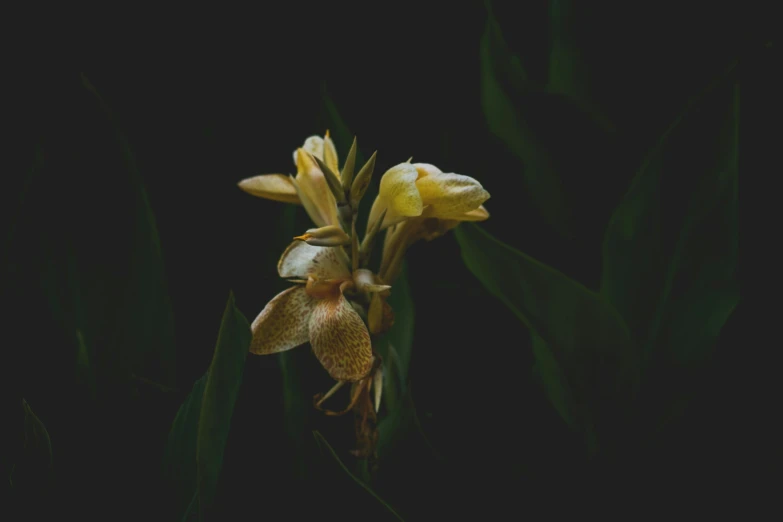 a very pretty flower with long green stems