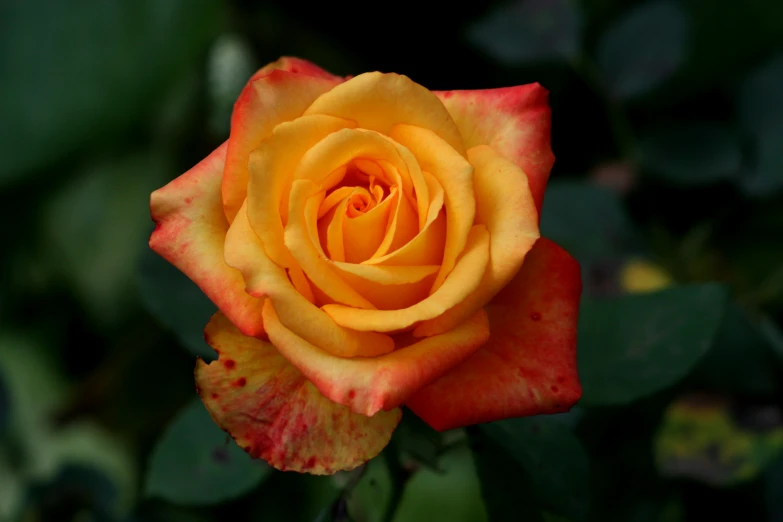 a yellow and orange rose is blooming on the nch