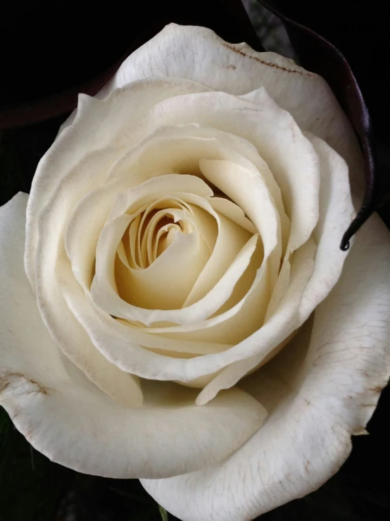 a single white rose is shown open with an intricate center