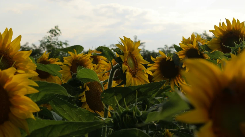 many yellow flowers growing on the side of a building