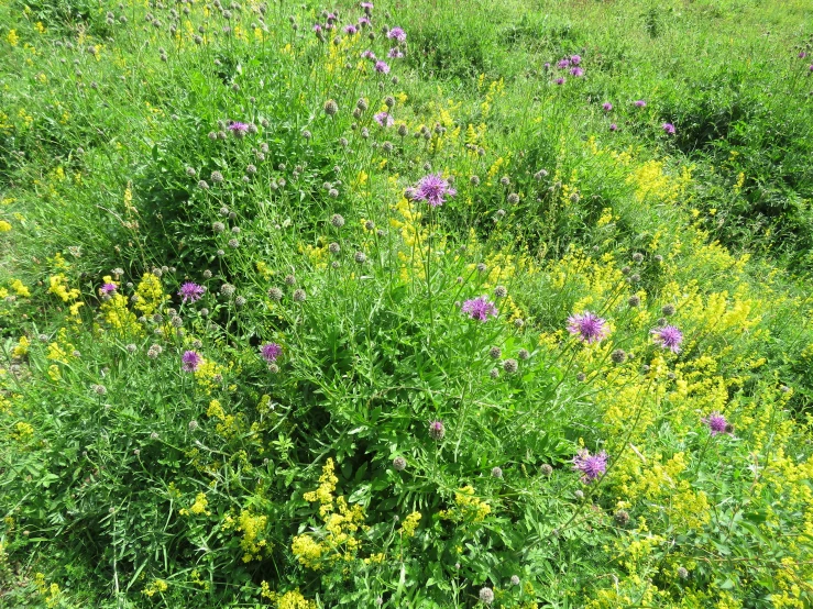 a large field filled with lots of yellow flowers