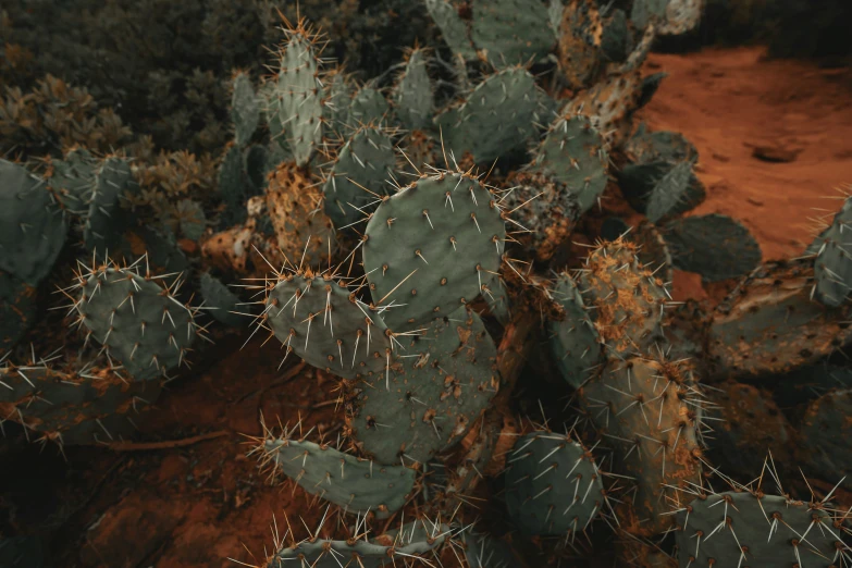 a small cactus plant in the dirt