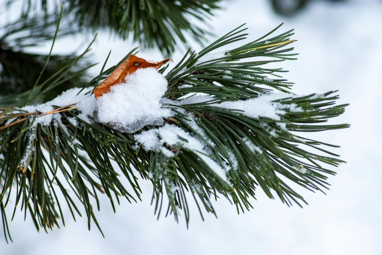 a pine nch with snow and needles