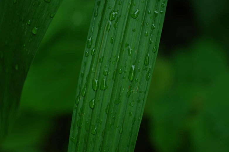 a stalk that has water droplets on it