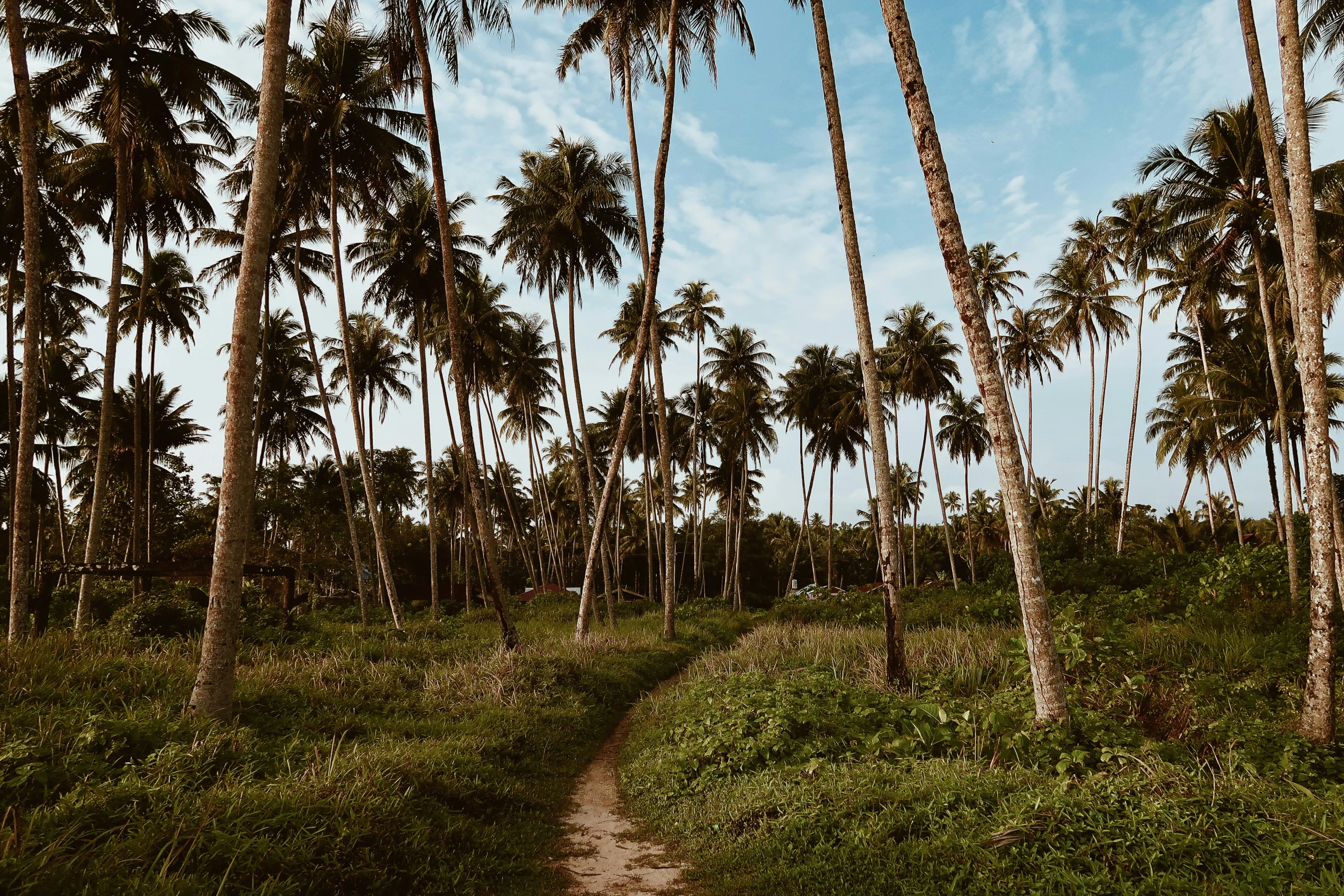 the trail cuts through the field to the beach