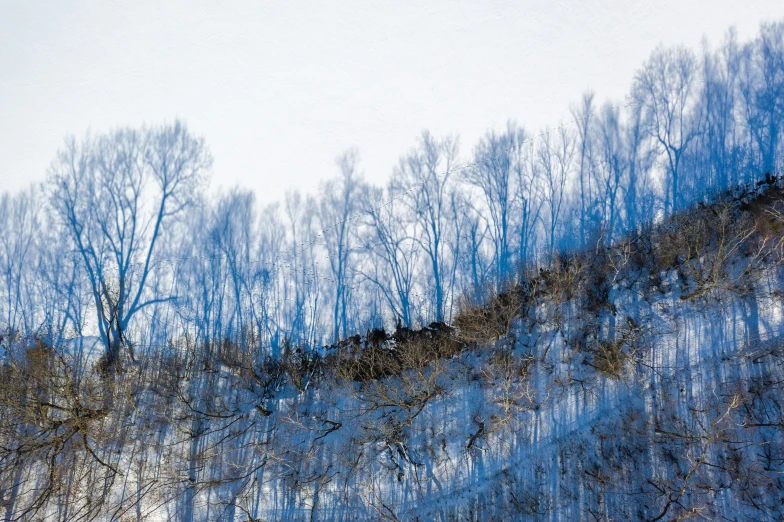 trees that are on a snowy hill near the ground