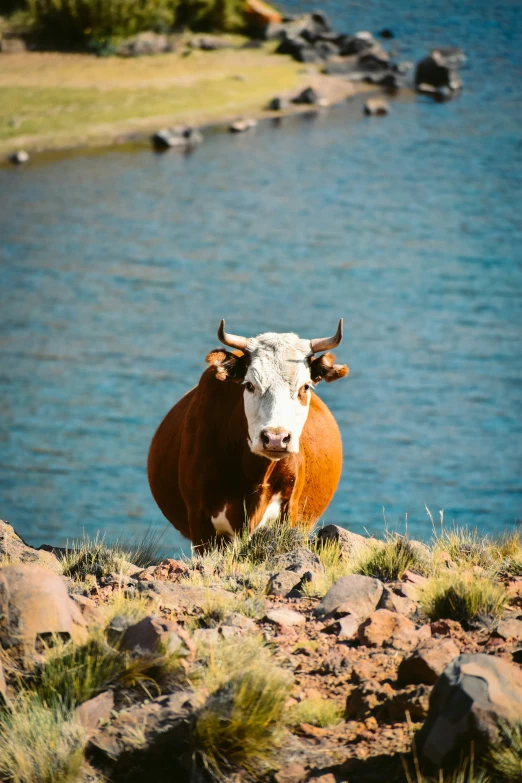 a cow with horns is standing in front of a lake