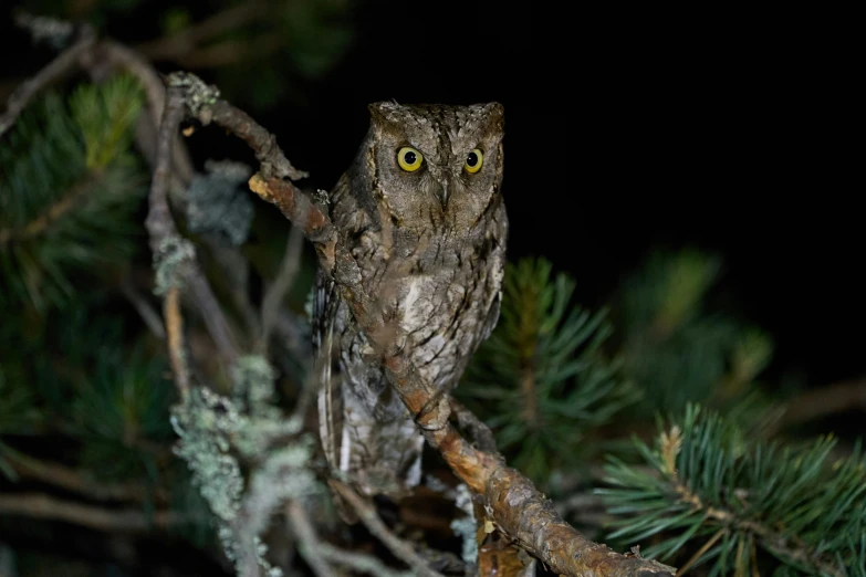 an owl standing on top of a tree nch