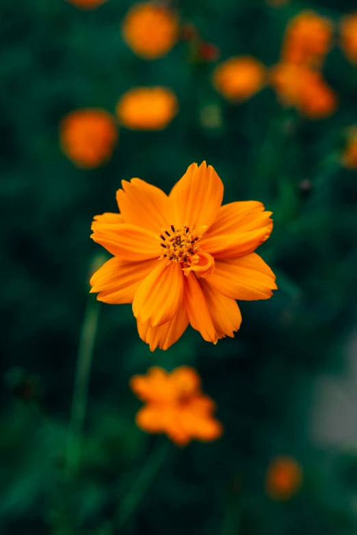 orange flower with small petals and bright green background