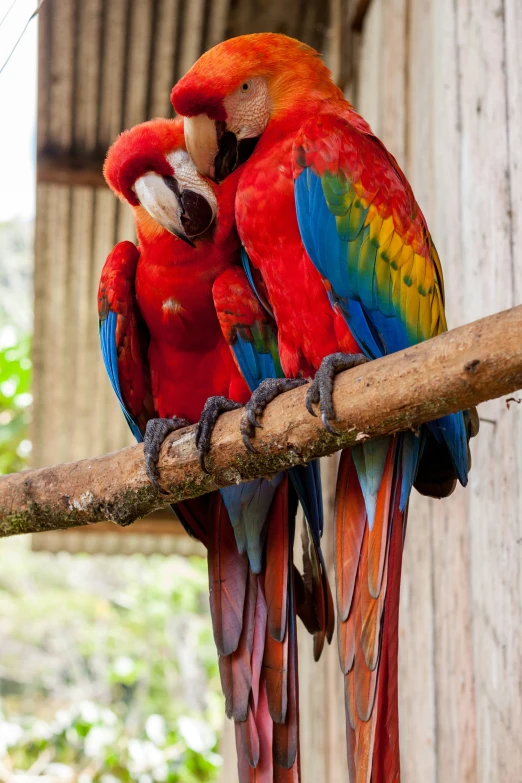 two colorful birds sitting on top of a nch together