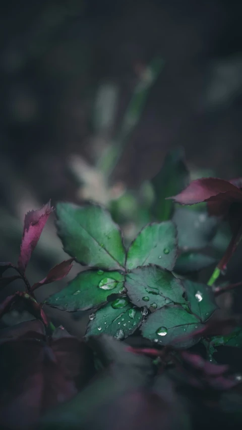 some pink and green leaves with water drops