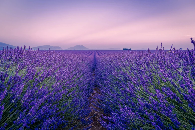 a field of lavender flowers under a purple sky