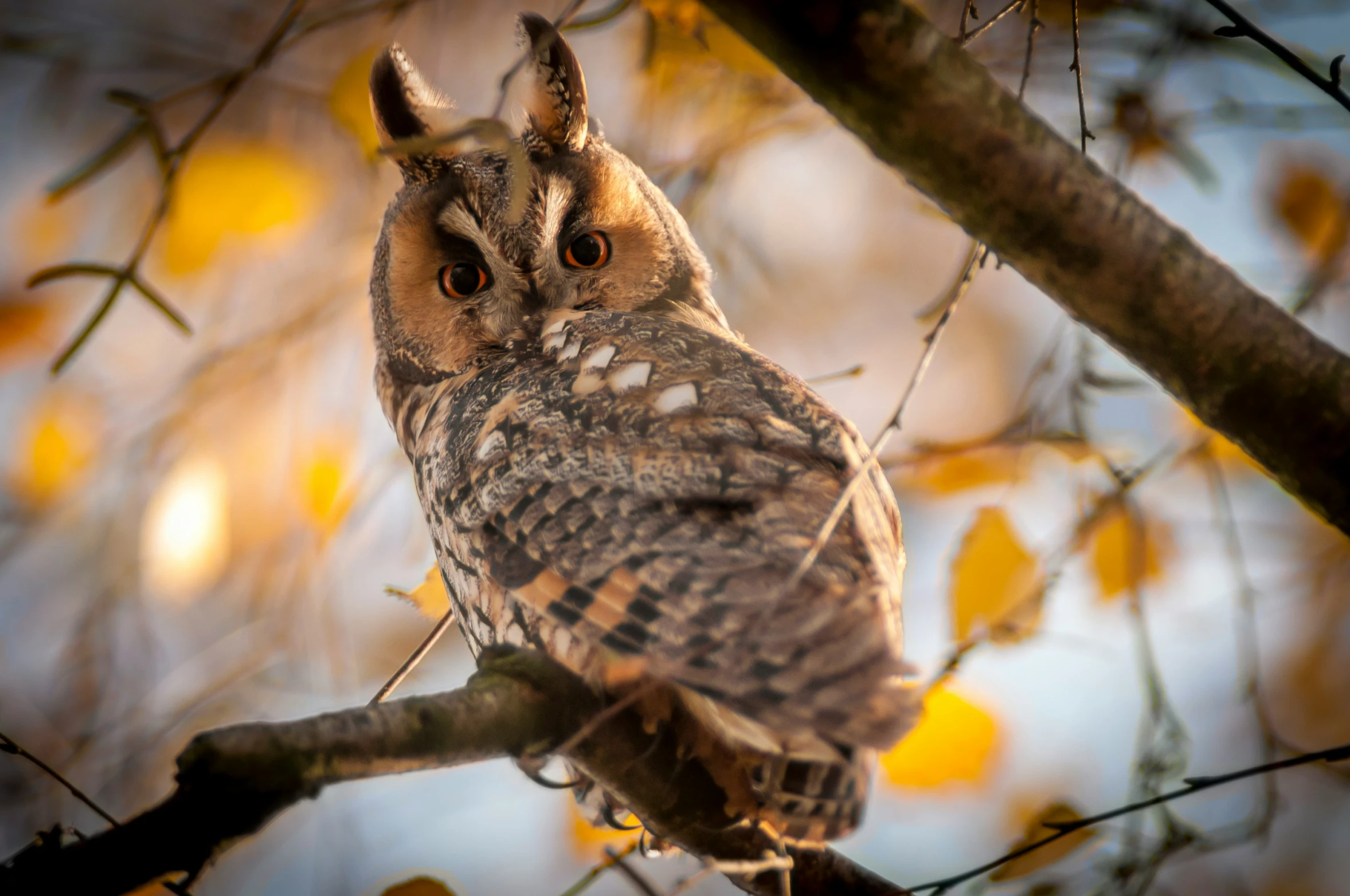 a brown owl perched on a tree nch