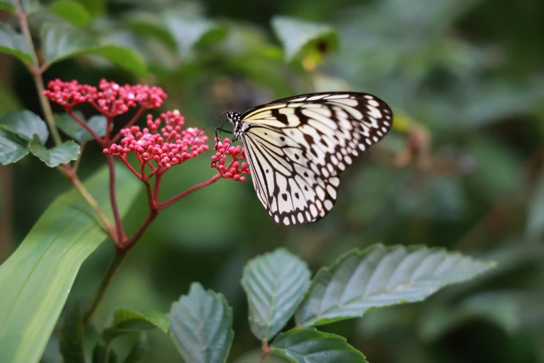 a erfly sitting on a pink flower and green leaves