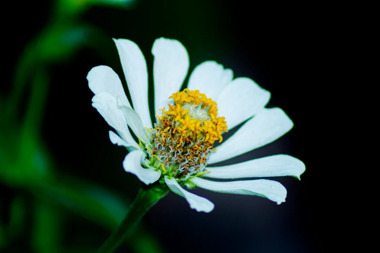 there is a small white flower with yellow flowers