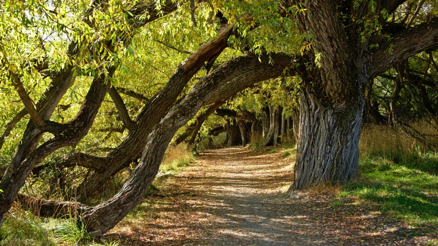 a dirt trail runs between two trees