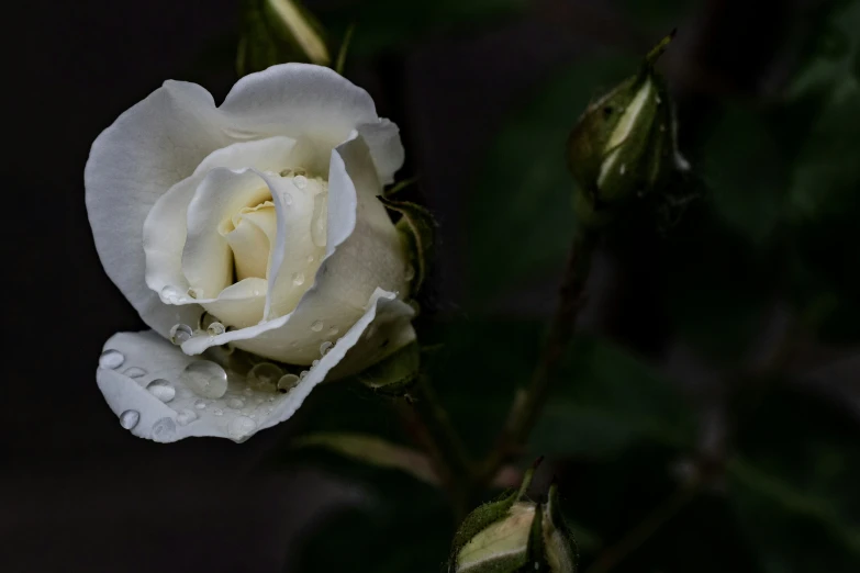 a large flower with dews and water droplets