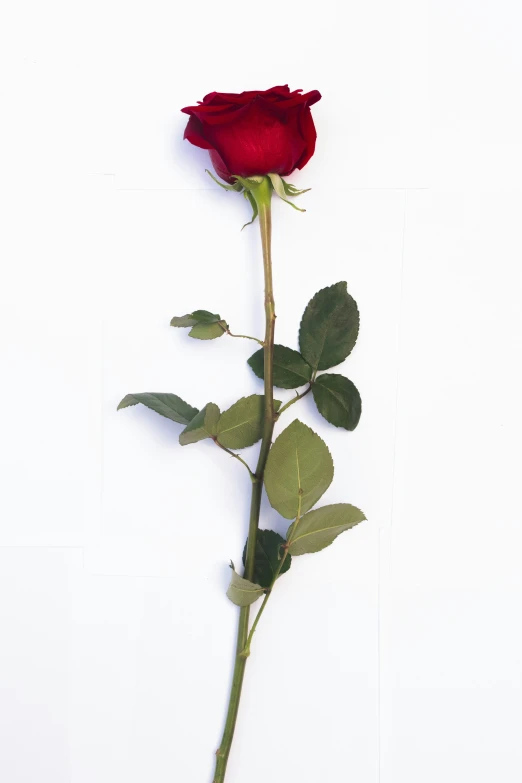 a single rose with leaves sitting in front of a white wall