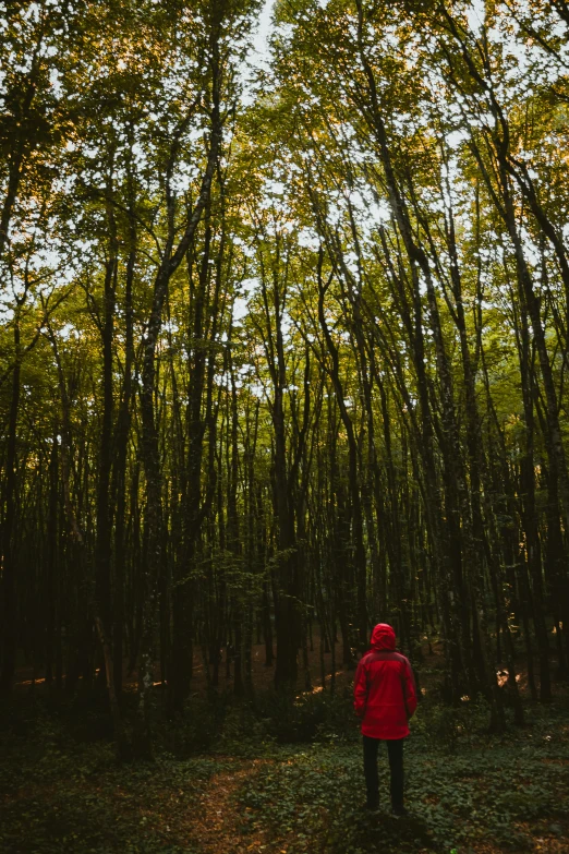 a person in a red jacket standing in front of a large group of trees