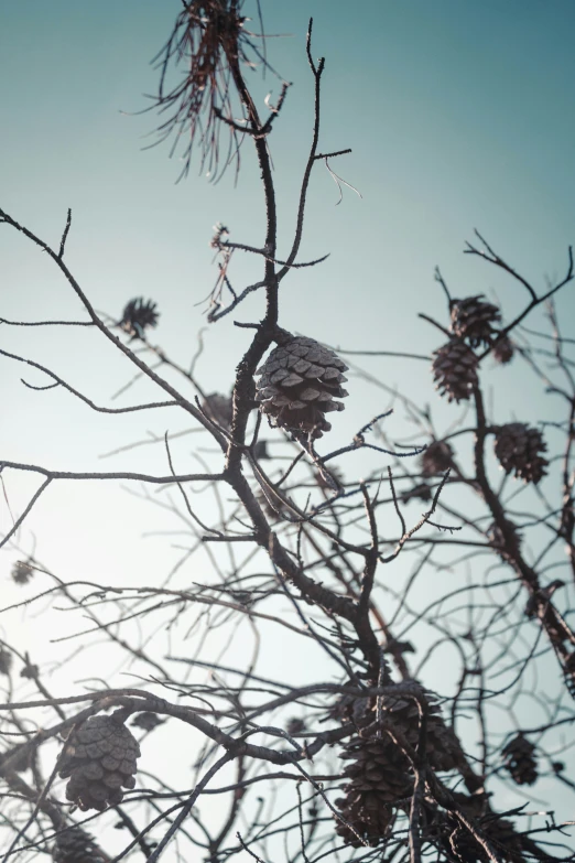 close up picture of tree nches with only one blossoming