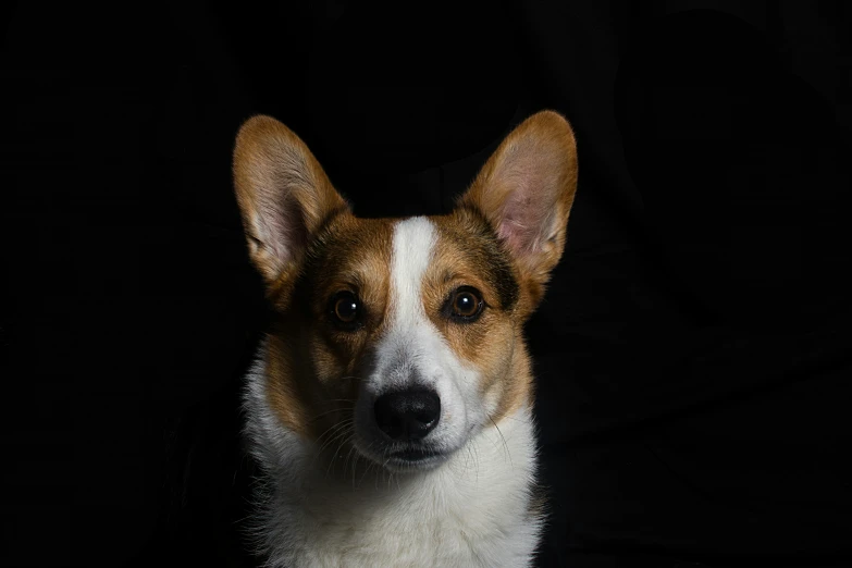 a white, brown and black dog sitting in a chair