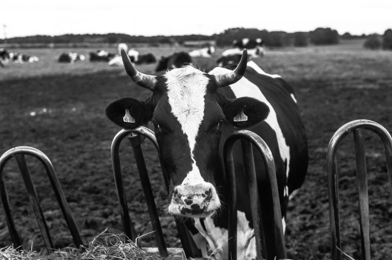 cows in a grassy field are seen from behind the gate