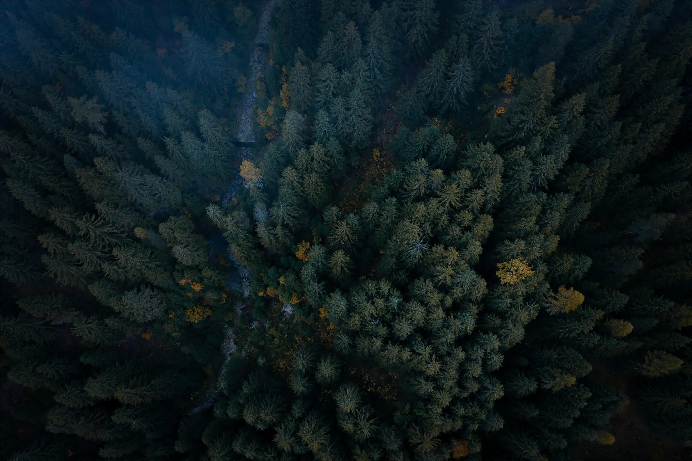 this po is from the air looking down at a forest