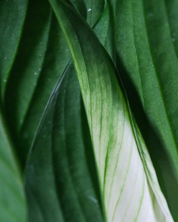 green leaves and water drop with the drop on them