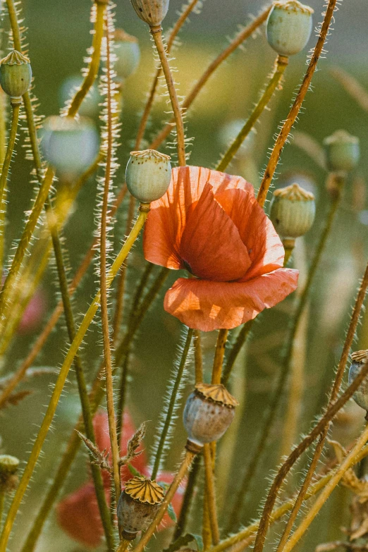 a small flower growing on top of a green plant