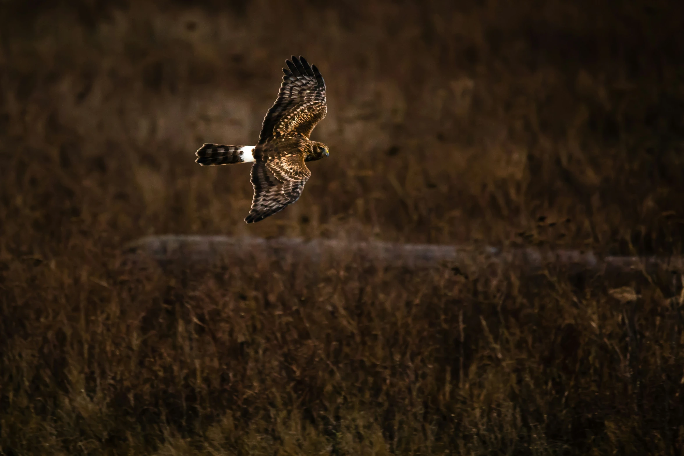 an owl is flying in the sky near tall brown grass