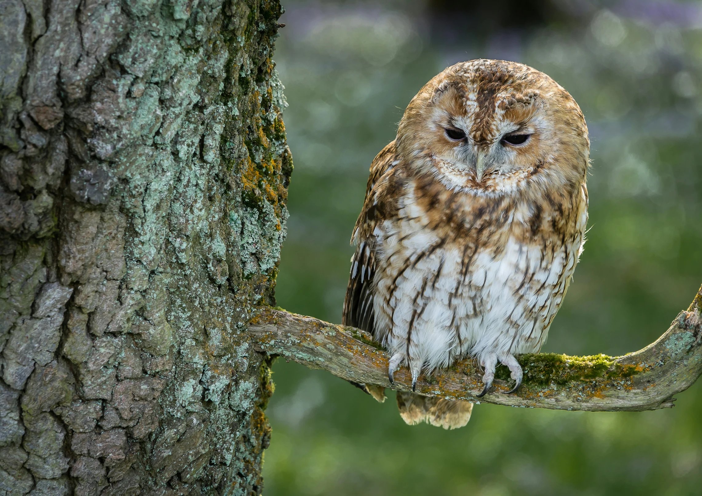 a little owl is sitting in a tree