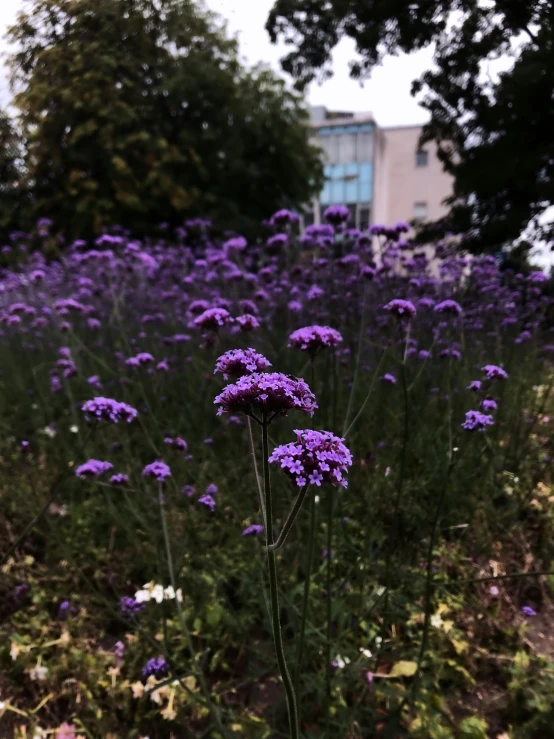 purple flowers are growing in the weeds by the road