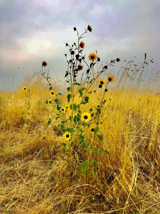 the sunflowers are beginning to bloom in a field