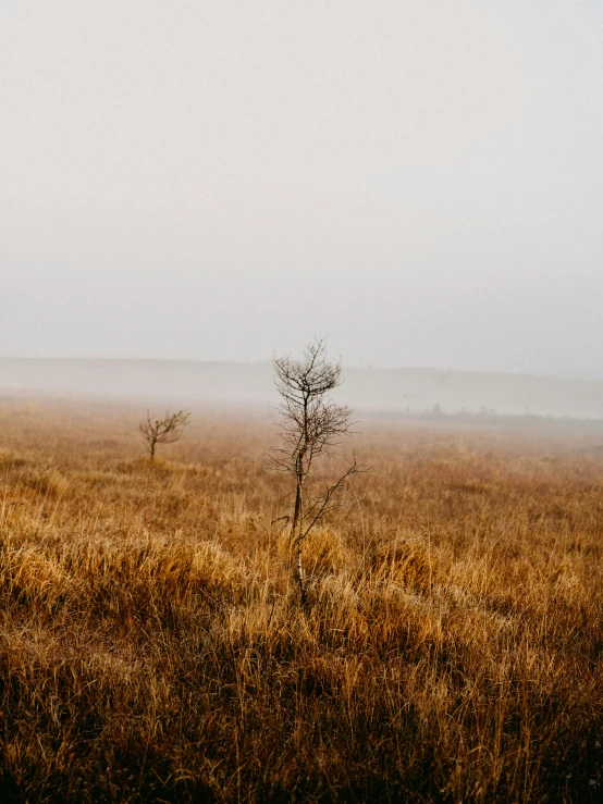 two large open grass fields with trees on one side and fog on the other