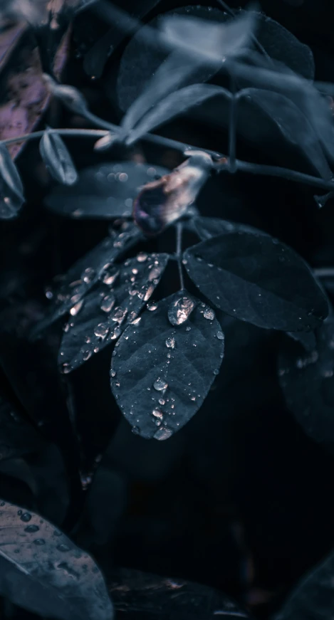 rain droplets on leaves and plants outside