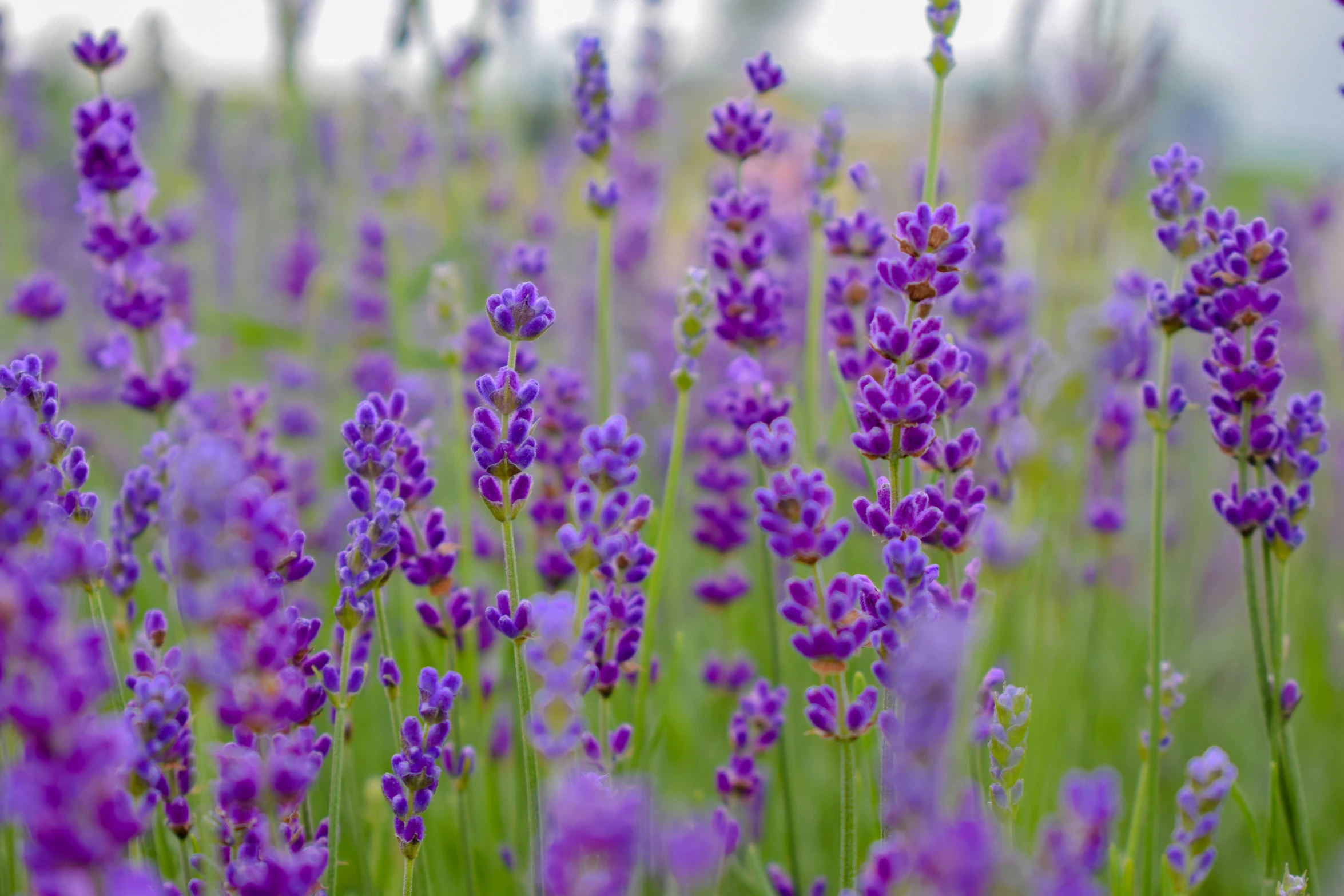many purple flowers blooming in the grass